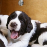 Drentsche Patrijshond pups