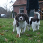 Drentsche Patrijshond
