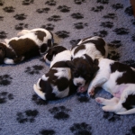 Drentsche Patrijshond pup