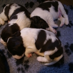 Drentsche Patrijshond pup