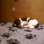 Drentsche Patrijshond pup