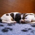 Drentsche Patrijshond pup