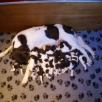 Drentsche Patrijshond pup
