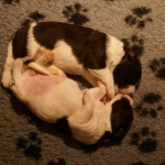 Drentsche Patrijshond pup