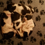 Drentsche Patrijshond pup