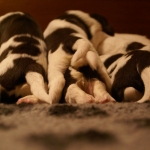 Drentsche Patrijshond pup