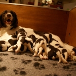 Drentsche Patrijshond pup