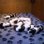 Drentsche Patrijshond pup