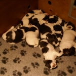 Drentsche Patrijshond pup