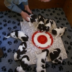 Drentsche Patrijshond pup