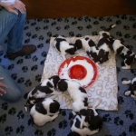 Drentsche Patrijshond pup