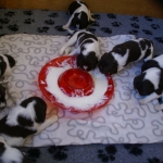 Drentsche Patrijshond pup