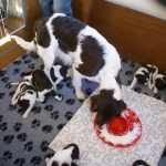 Drentsche Patrijshond pup