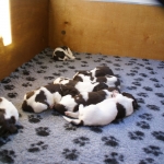 Drentsche Patrijshond pup
