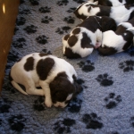 Drentsche Patrijshond pup