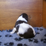 Drentsche Patrijshond pups