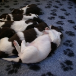 Drentsche Patrijshond pups