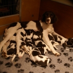 Drentsche Patrijshond pups