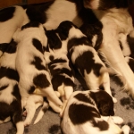 Drentsche Patrijshond pup