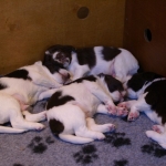 Drentsche Patrijshond pups