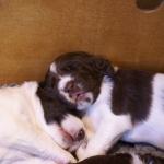 Drentsche Patrijshond pup