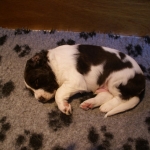 Drentsche Patrijshond pups