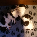 Drentsche Patrijshond pups