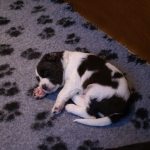 Drentsche Patrijshond pups