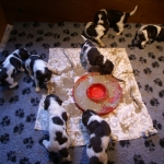 Drentsche Patrijshond pups