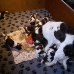 Drentsche Patrijshond pups