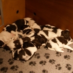Drentsche Patrijshond pups
