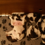 Drentsche Patrijshond pups