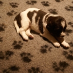 Drentsche Patrijshond pups