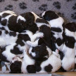Drentsche Patrijshond pups