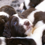 Drentsche Patrijshond pups