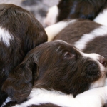 Drentsche Patrijshond pups