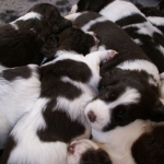 Drentsche Patrijshond pups