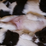Drentsche Patrijshond pups