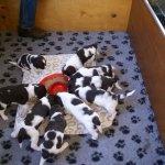 Drentsche Patrijshond pups