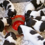 Drentsche Patrijshond pups