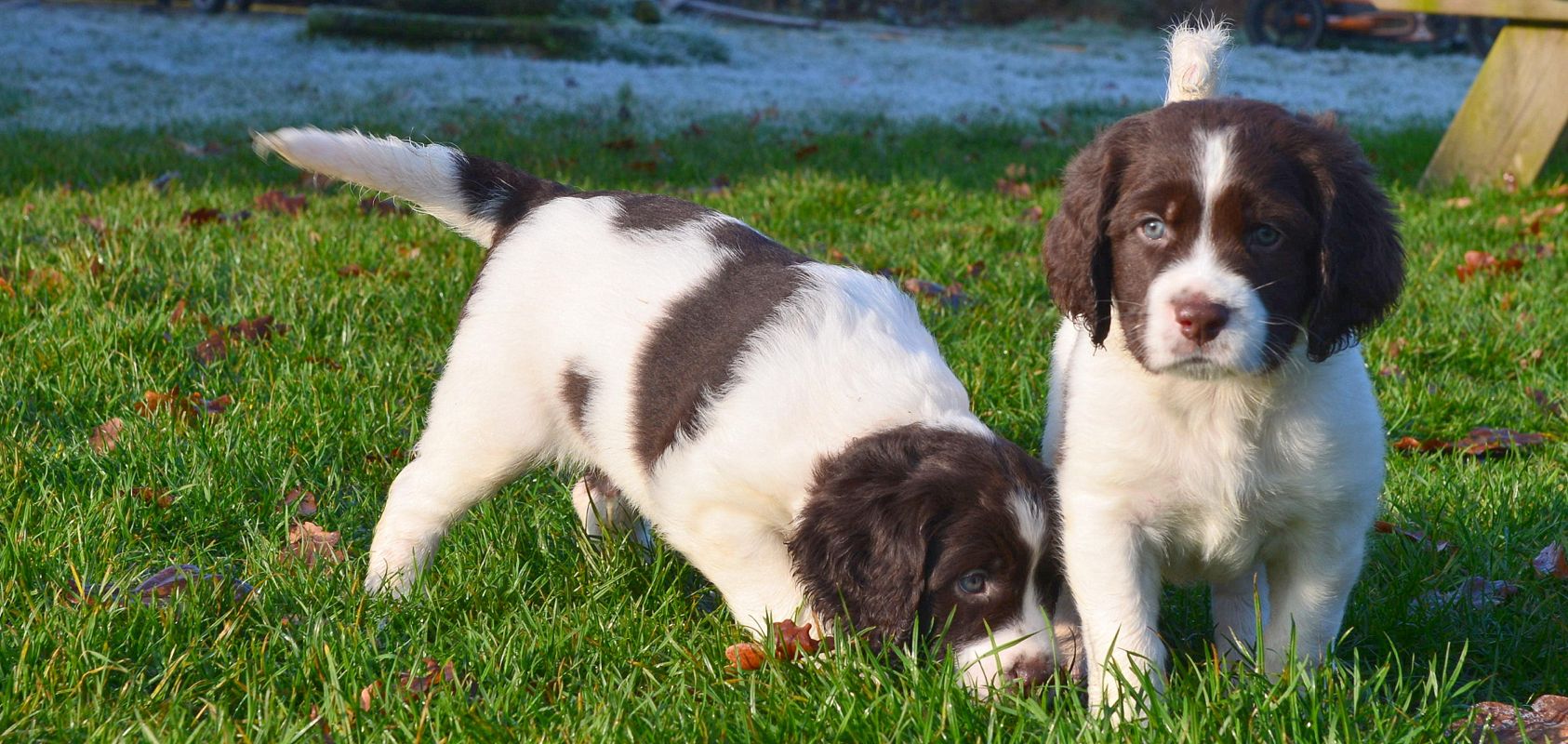 Beste Van de Olinckhoeve Drentsche Patrijshonden Kennel van de Olinckhoeve HF-29