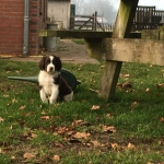 Drentsche Patrijshond