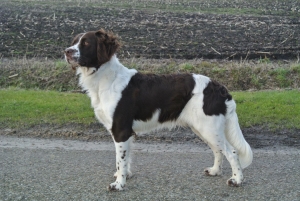 dekking Jessie, Drentsche Patrijshond