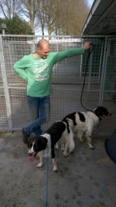 dekking Jessie, Drentsche Patrijshond