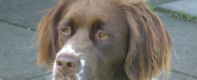 Drentsche Patrijshond, Jessie