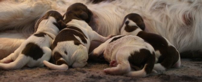 pups Jessie en Tobi zijn geboren