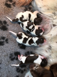 pups Jessie en Tobi