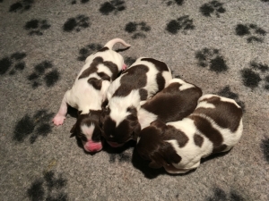 pups Jessie en Tobi