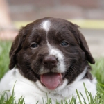 pups Jessie en Tobi week 5