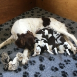 Pups Jessie en Tobi week 3